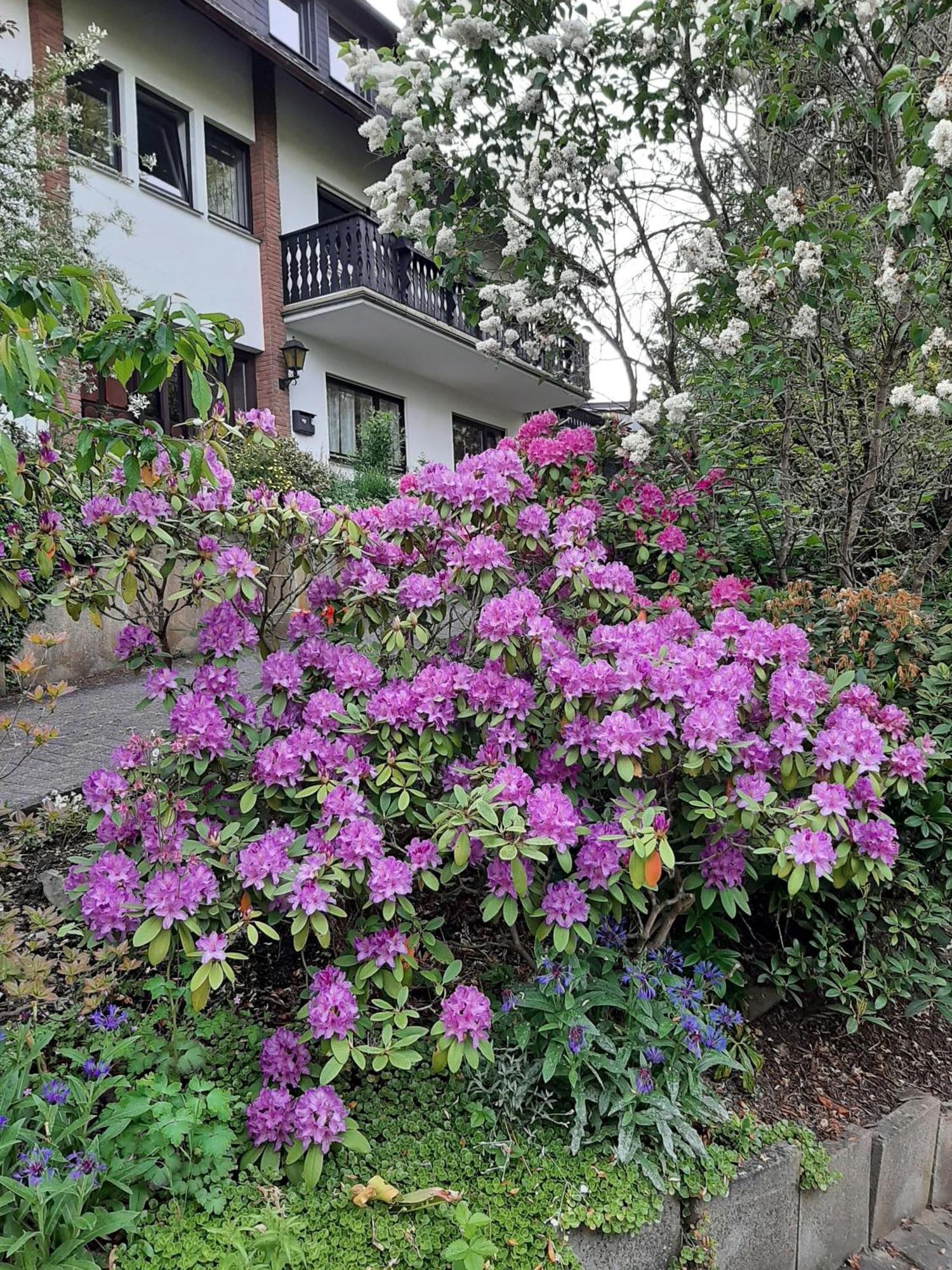 Ferienwohnung Bergblick ハレンベルク エクステリア 写真